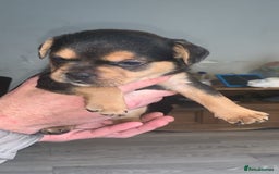 Mixed Breed dogs for sale: French I x patterdale - Image 3