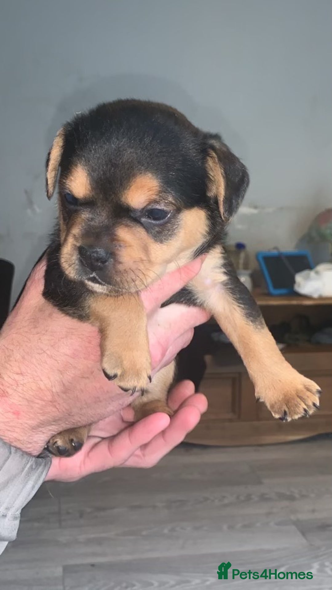 Mixed Breed dogs for sale: French I x patterdale - Image 3