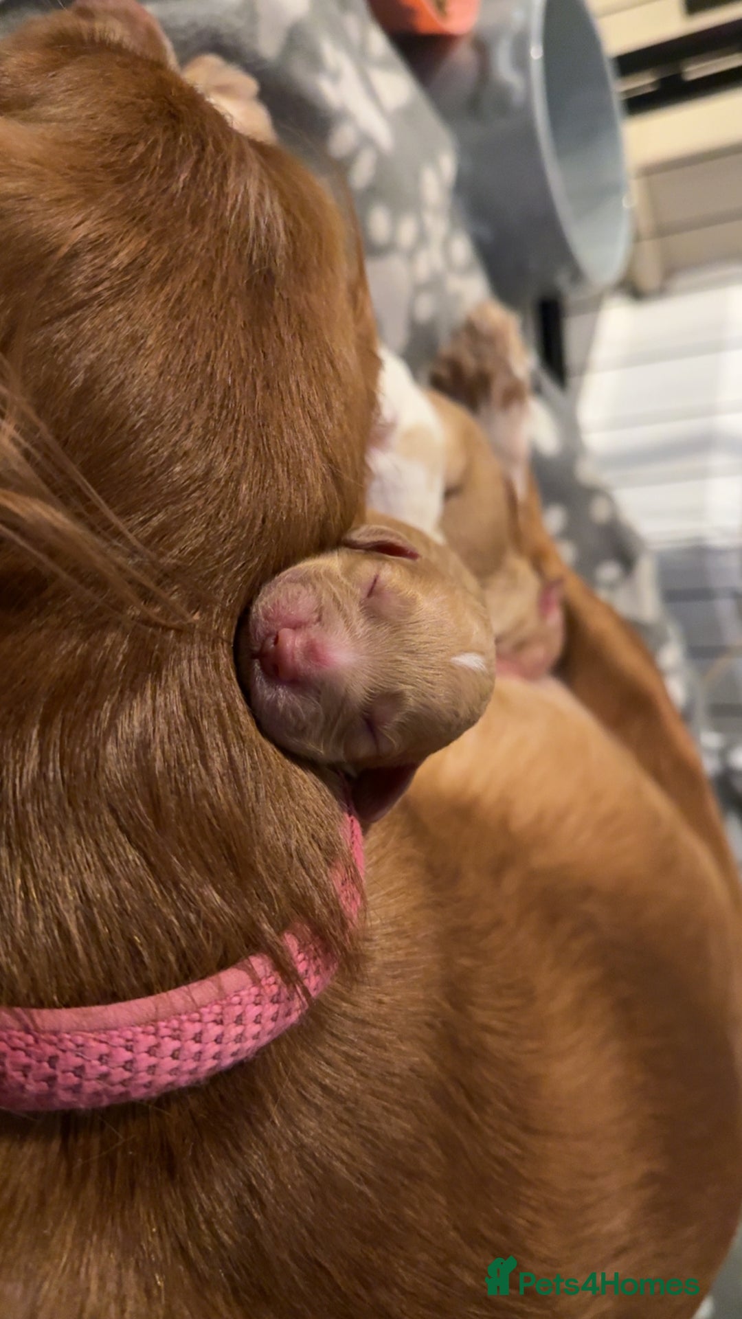 Cocker Spaniel dogs for sale: 7 beautiful cocker spaniel puppies 🩷💙 - Advert 19