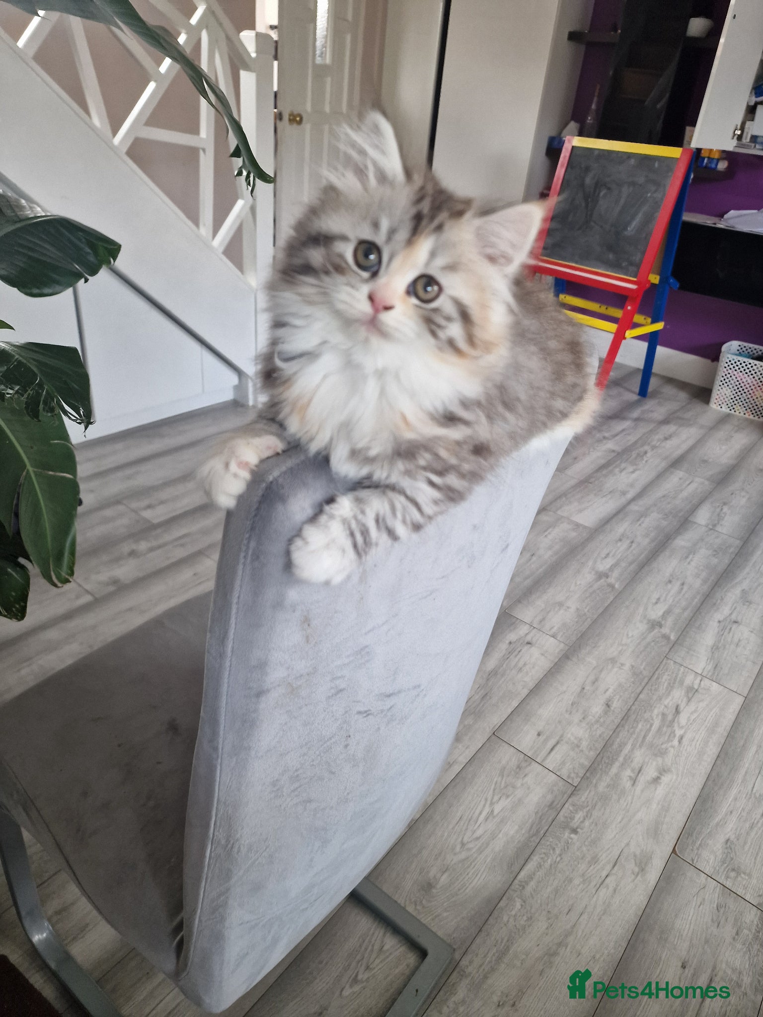 British Longhair cats Beautiful British kittens  - Advert 2