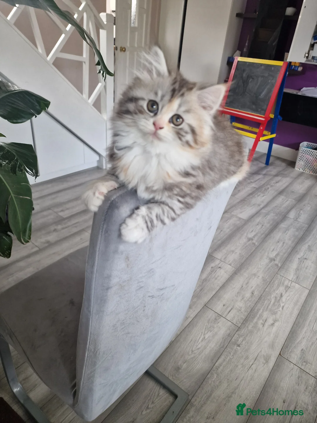 British Longhair cats for sale: Beautiful British kittens  - Advert 2