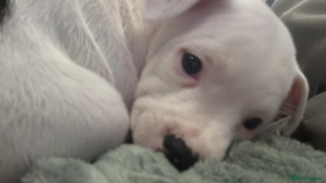 Staffordshire Bull Terrier dogs for sale: Staffordshire bull terrier girl - Advert 4