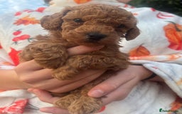 Toy Poodle dogs for sale: KC Reg High Quality RED Toy Poodles - Image 7