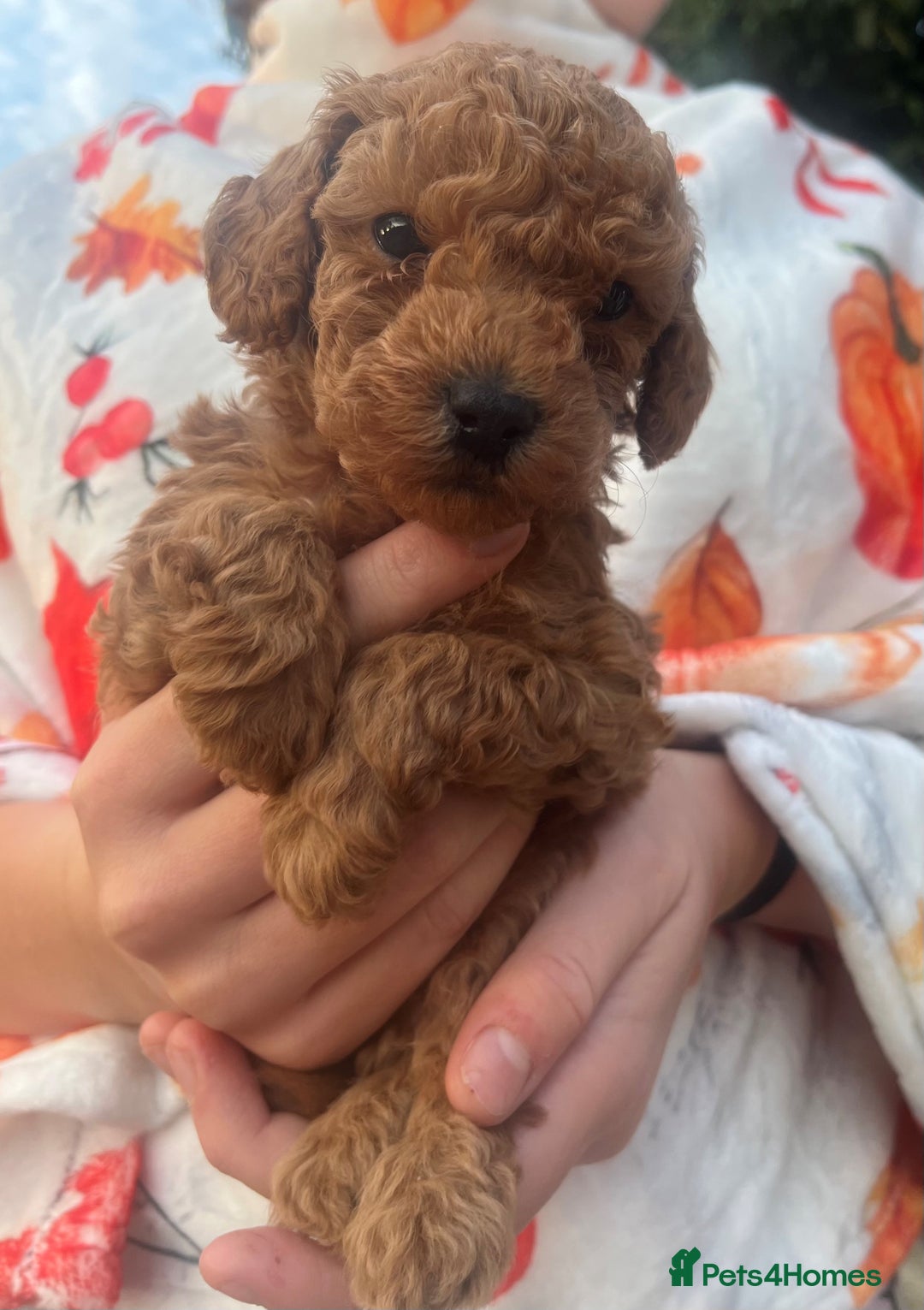 Toy Poodle dogs for sale: KC Reg High Quality RED Toy Poodles - Image 7