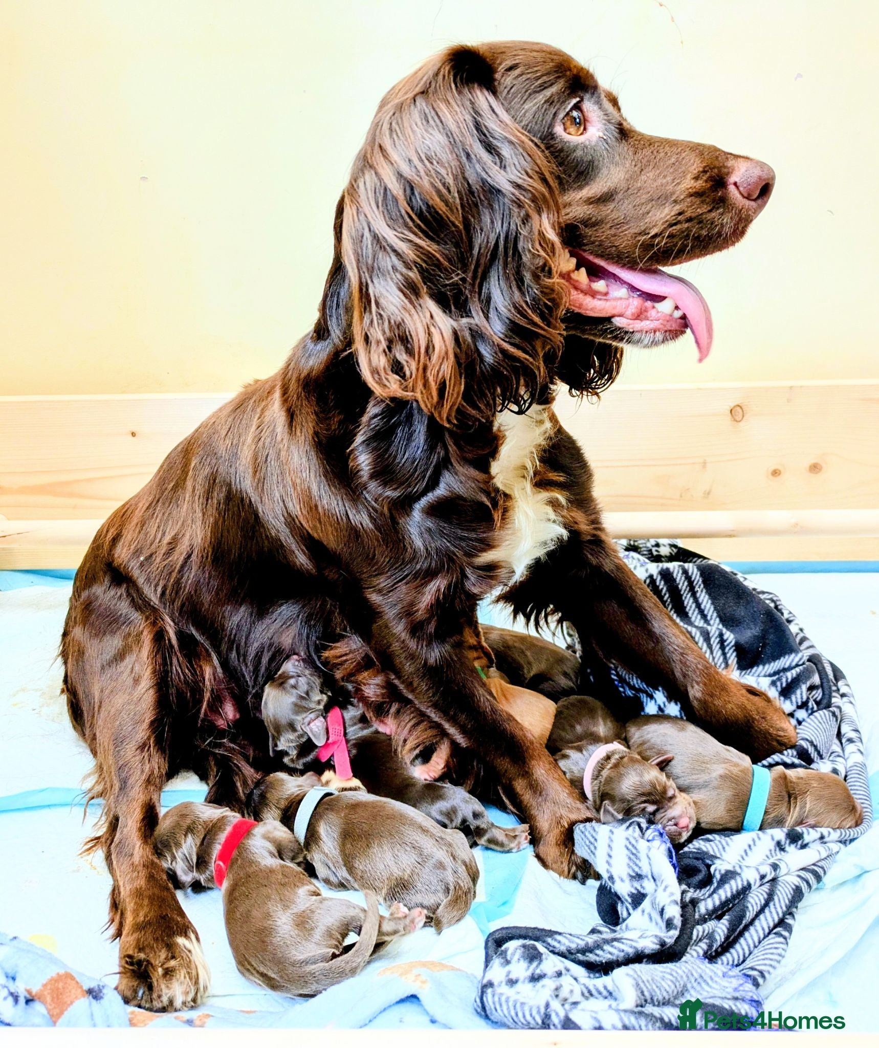 Sprocker dogs Beautiful F1B Sprocker Puppies  - Advert 1