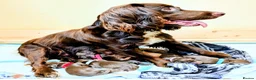 Sprocker dogs for sale: Beautiful F1B Sprocker Puppies  in Welshpool - Advert 1