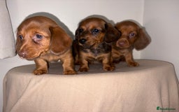 Miniature Dachshund dogs for sale: Red miniature Dachsund’s  - Image 12