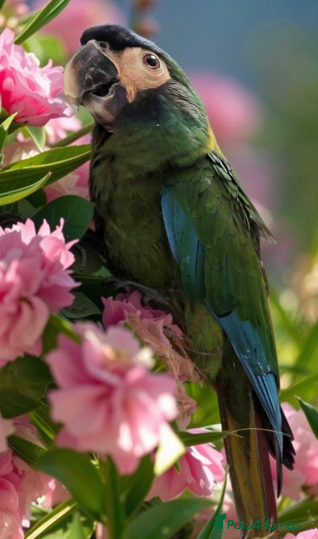 Macaws birds for sale: Golden collard Macaw Yellow collard Macaw  - Advert 8