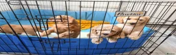 Cavapoo dogs for sale: Cavapoos puppies for sale  - Advert 14