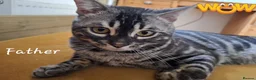 Bengal cats for sale: TICA Registered Bengal Kittens – Ready to Reserve - Advert 10