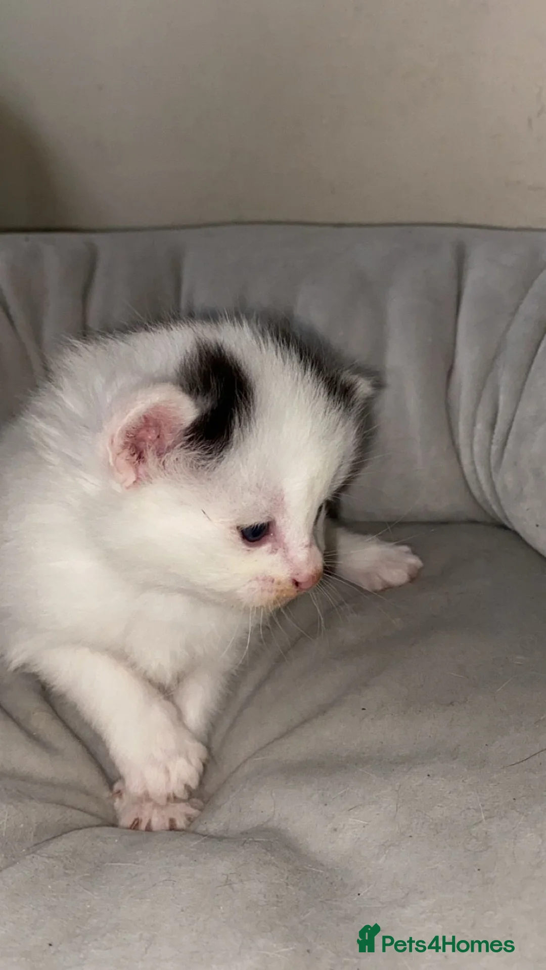 Mixed Breed cats for sale: Kittens - Advert 12