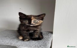 Mixed Breed cats for sale: 5 Half-Ragdoll kittens ❤️ - Image 14