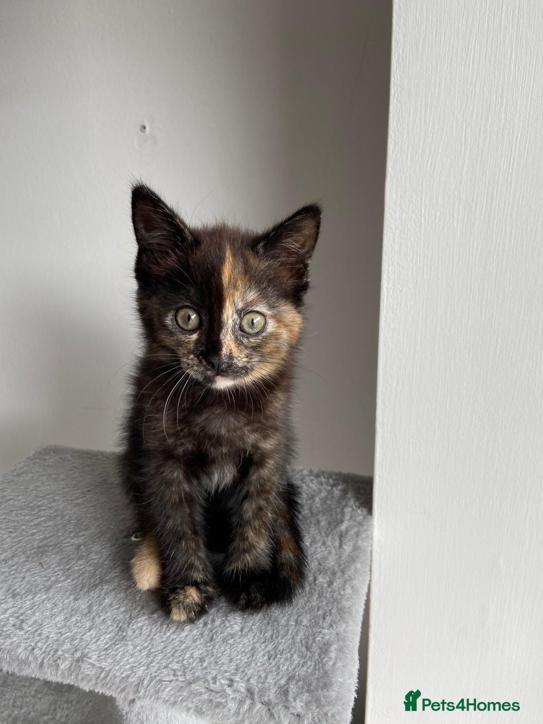Mixed Breed cats for sale: 5 Half-Ragdoll kittens ❤️ - Image 14