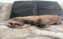 Shih Tzu dogs for sale: Imperial Shihtzu  - Image 7
