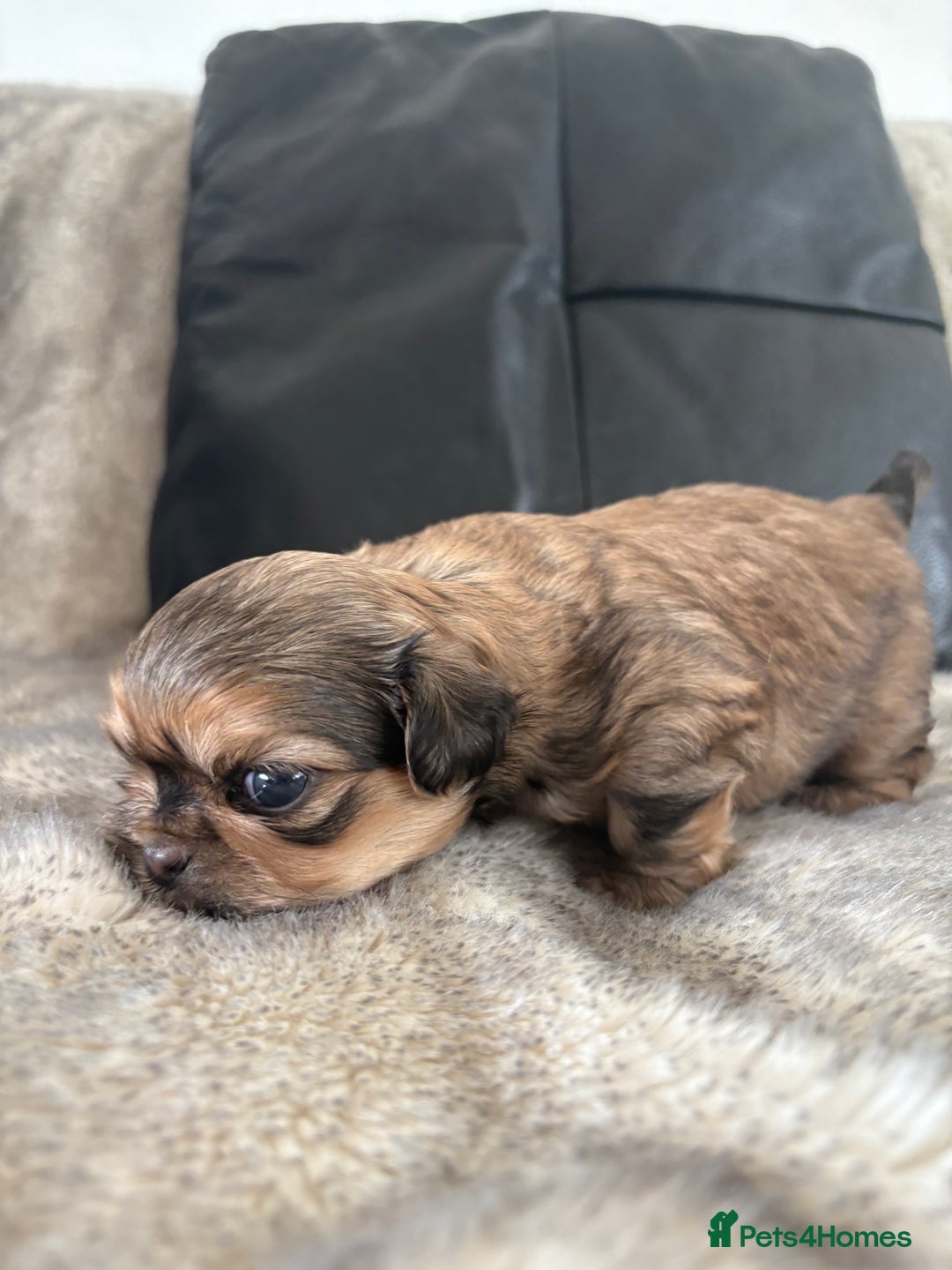 Shih Tzu dogs for sale: Imperial Shihtzu  - Image 7