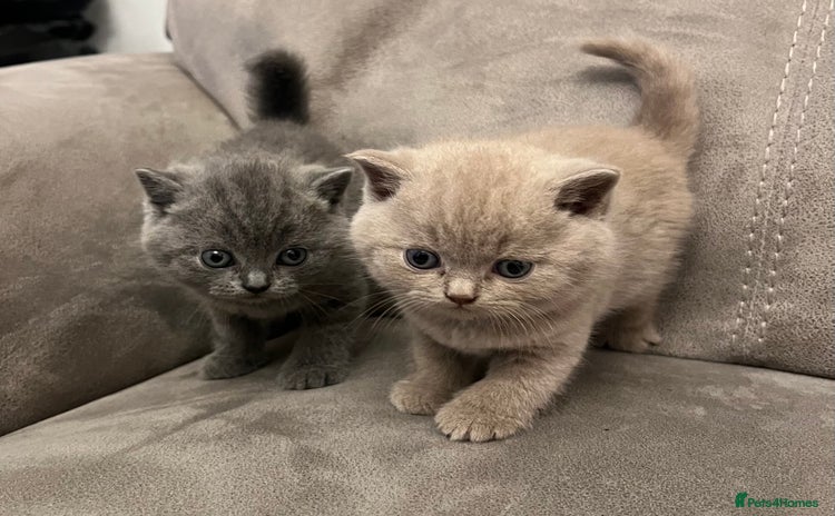 British Shorthair cats - Advert 3