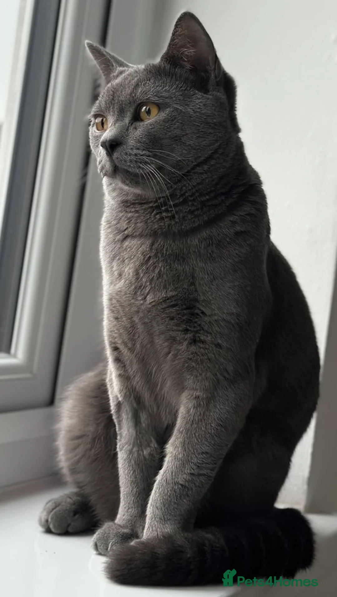 British Shorthair cats for sale: Blue British Shorthair Male, 8 Months – £1,200 - Advert 3