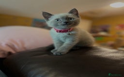 Siamese cats for sale: 🐱 BEAUTIFUL SIAMESE KITTENS - Advert 7