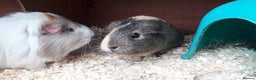 Guinea Pig rodents for sale: 2 female guinea pigs, large hutch and accessories - Advert 10