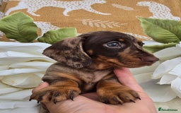 Dachshund dogs for sale: READY NOW LAST PUPPY  miniature dachshund puppies in Ilminster - Image 6