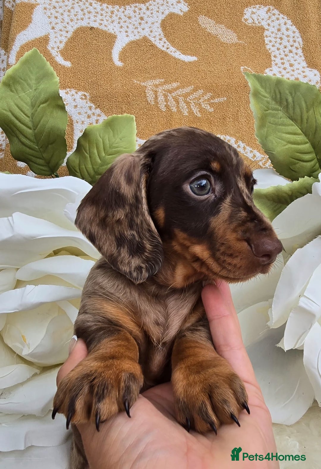 Dachshund dogs for sale: READY NOW LAST PUPPY  miniature dachshund puppies in Ilminster - Image 6