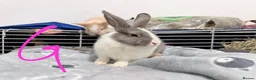 Lionhead rabbits for sale: BEAUTIFUL LIONHEAD BABY RABBITS * READY TO GO * - Advert 5