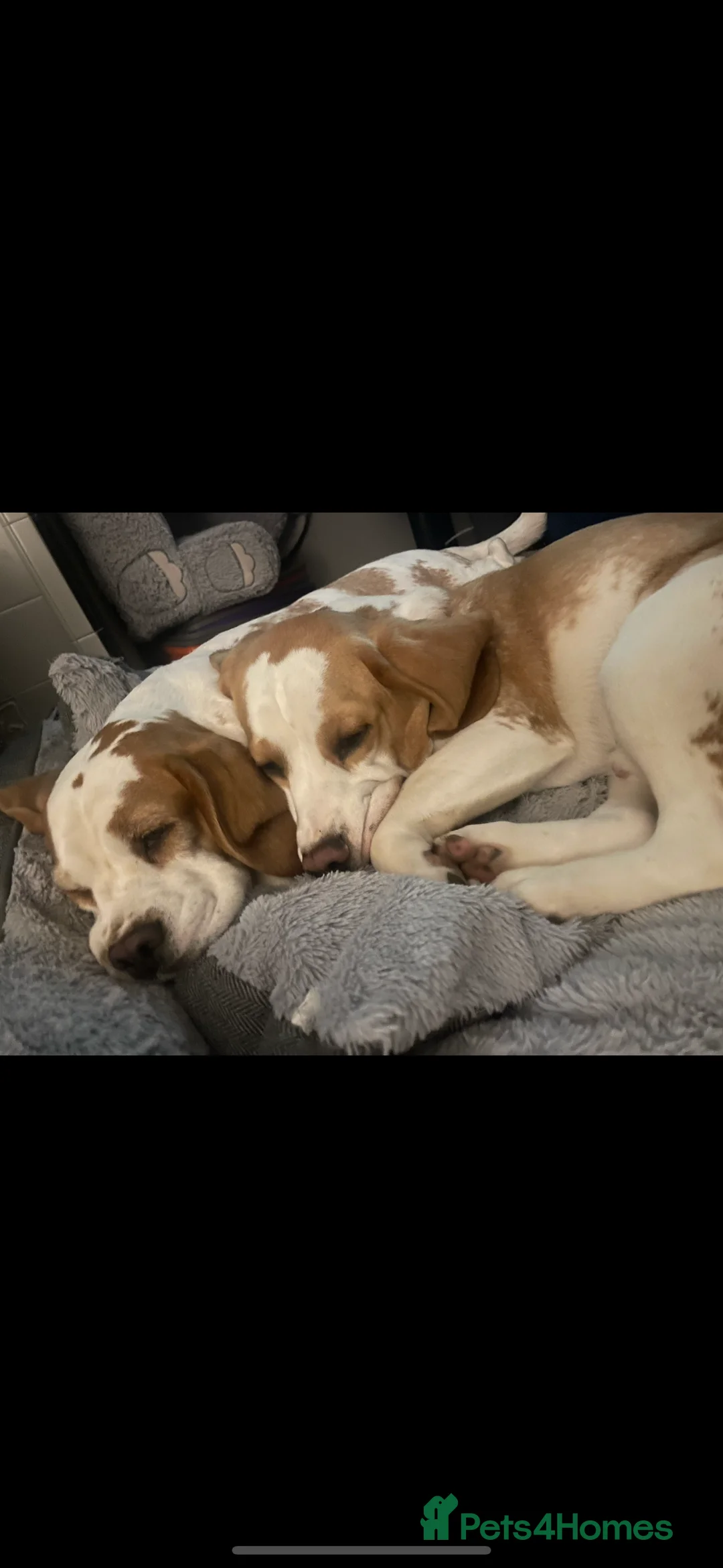 Beagle dogs for stud: White and Tan Beagle for Stud ONLY in Huddersfield - Advert 8