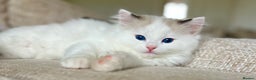 Ragdoll cats for sale: 🐾 Family reared GCCF reg ragdoll Kitten🐾 - Advert 1