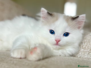Ragdoll cats 🐾 Family reared GCCF reg ragdoll Kitten🐾 - Advert 1