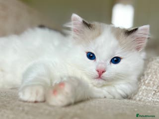 Ragdoll cats 🐾 Family reared GCCF reg ragdoll Kitten🐾 - Advert 8
