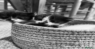 Domestic Shorthair cats Black & white kittens ready 15th December  - Advert 3