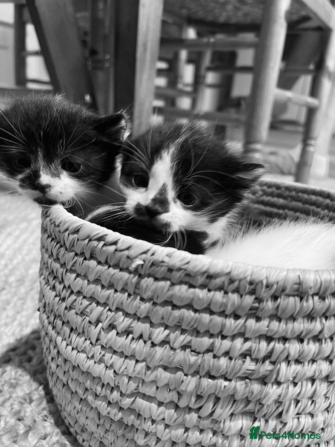 Domestic Shorthair cats for sale: Black & white kittens ready 15th December  - Advert 2