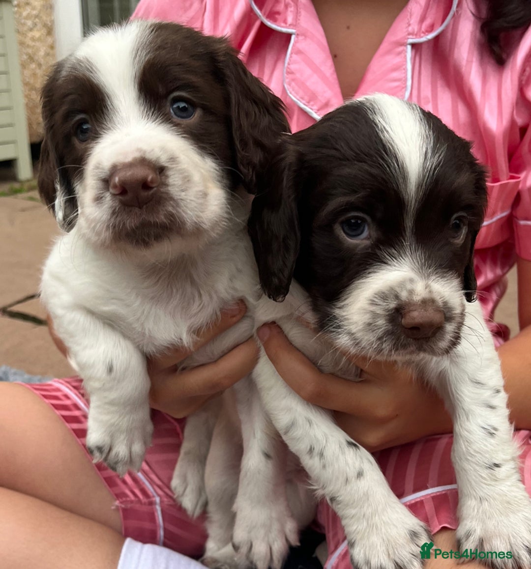 English Springer Spaniel dogs for sale: Oustanding DNA KC working Springer Spaniel pups - Image 7