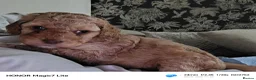 Mixed Breed dogs for sale: Rare double coat sprockerpoos - Advert 15