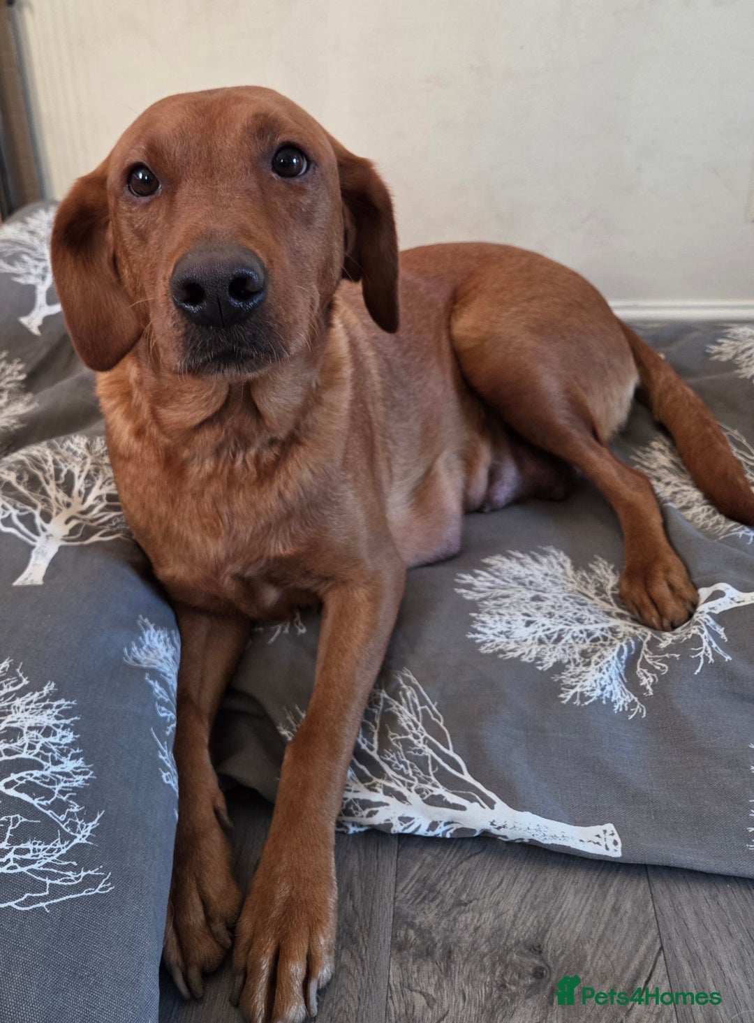 Labrador Retriever dogs for sale: Stunning Red fox labrador puppies  - Advert 3