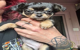 Pomchi dogs for sale: Beautiful female puppy ready now!  in Godstone - Image 30