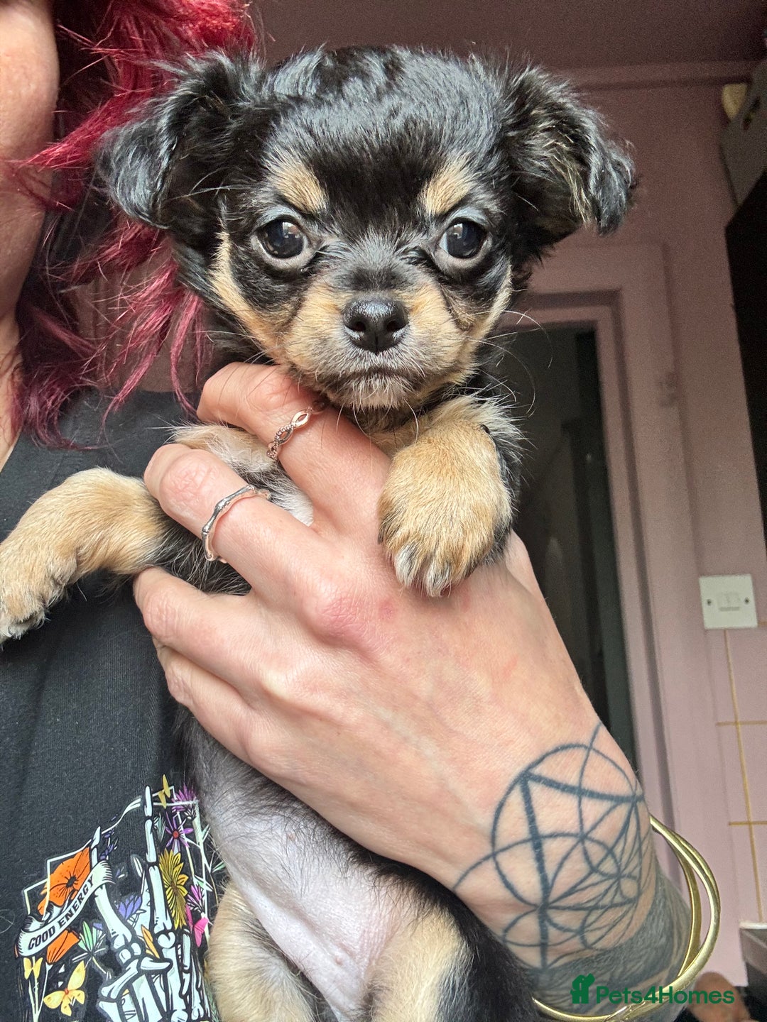 Pomchi dogs for sale: Beautiful female puppy ready now!  in Godstone - Image 30