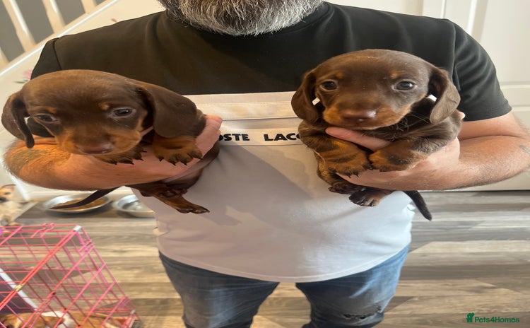 Dachshund dogs - Advert 1