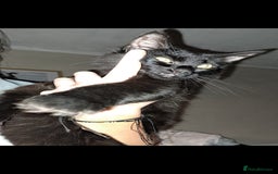 Ragdoll cats for sale: 5 month old male ragdoll cross bombay - Advert 2