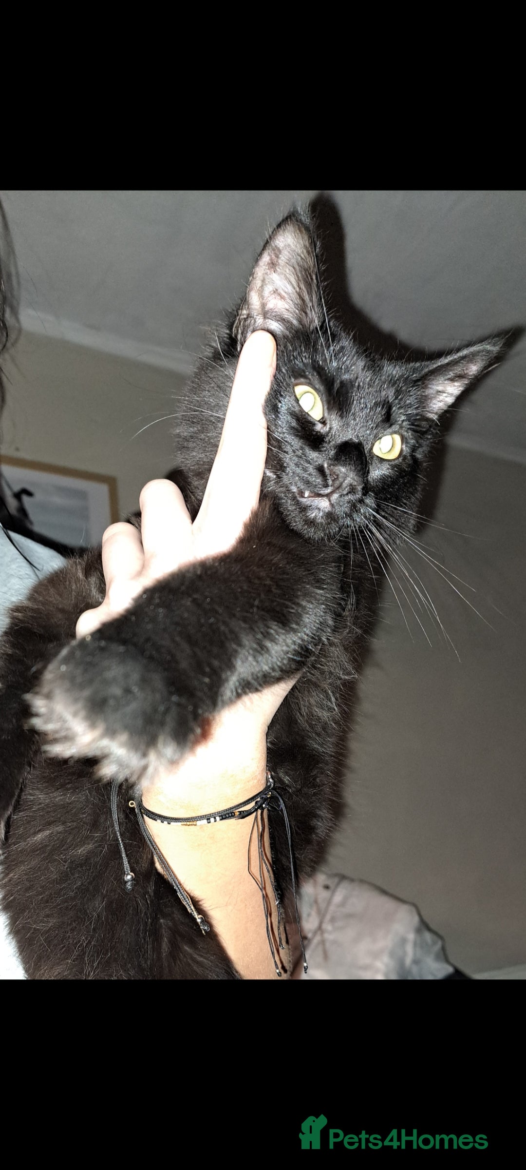 Ragdoll cats for sale: 5 month old male ragdoll cross bombay - Advert 2