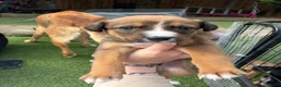 Mixed Breed dogs for sale: 9 amazing puppy’s 😍🩵💜 - Advert 6