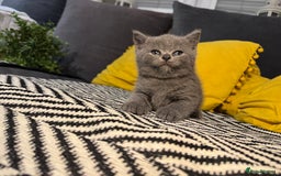 British Shorthair cats for sale: Britishshort hair kittens - Image 6