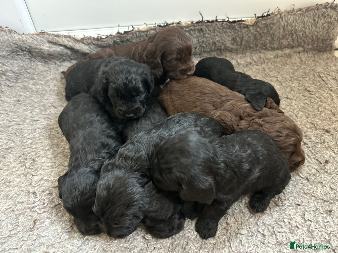 Cockapoo dogs for sale: Cockapoo  puppy’s boys and girls  - Advert 7