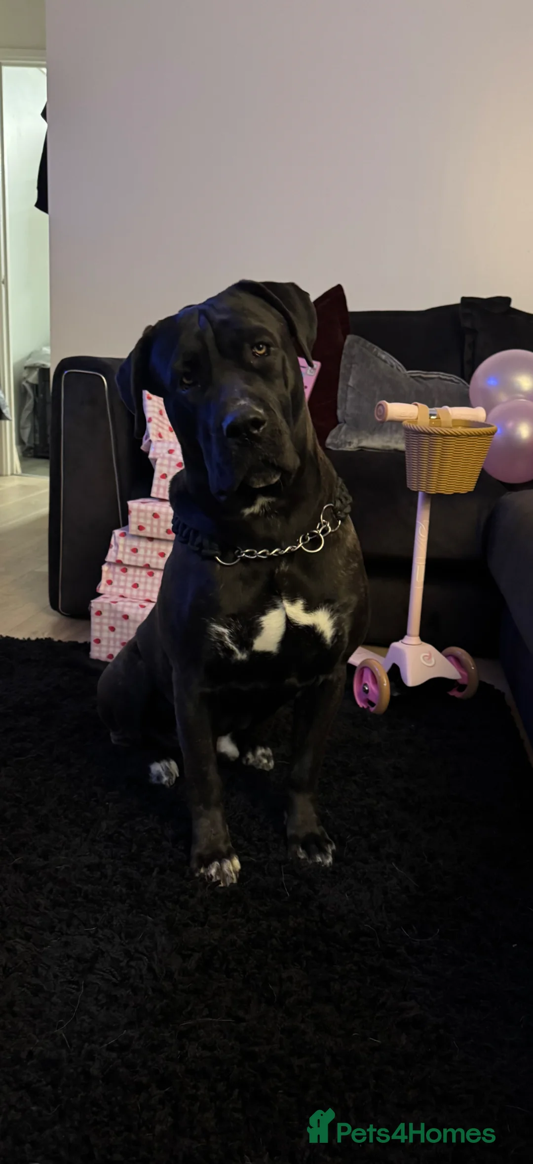 Cane Corso dogs for sale: 23 month cane corso in London - Advert 6