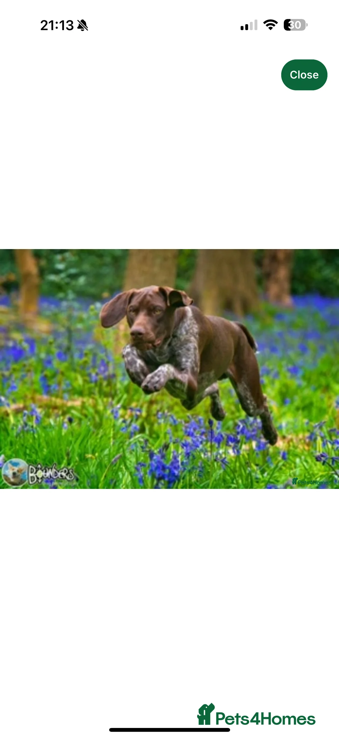 German Shorthaired Pointer dogs for sale: 🌼German shorthaired pointer puppies 🌼 - Advert 2