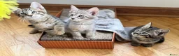 Maine Coon cats for sale: *Ready Now* Maine Coon X - Advert 3