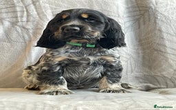 Cocker Spaniel dogs for sale: Stunning Show Type Cocker Spaniel Pups For Sale - Image 3