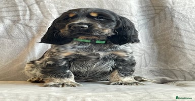 Cocker Spaniel dogs - Advert 14