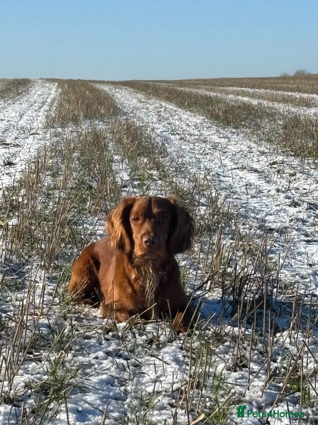 Cocker Spaniel dogs for stud: Health tested working cocker spaniel  in Devizes - Advert 10