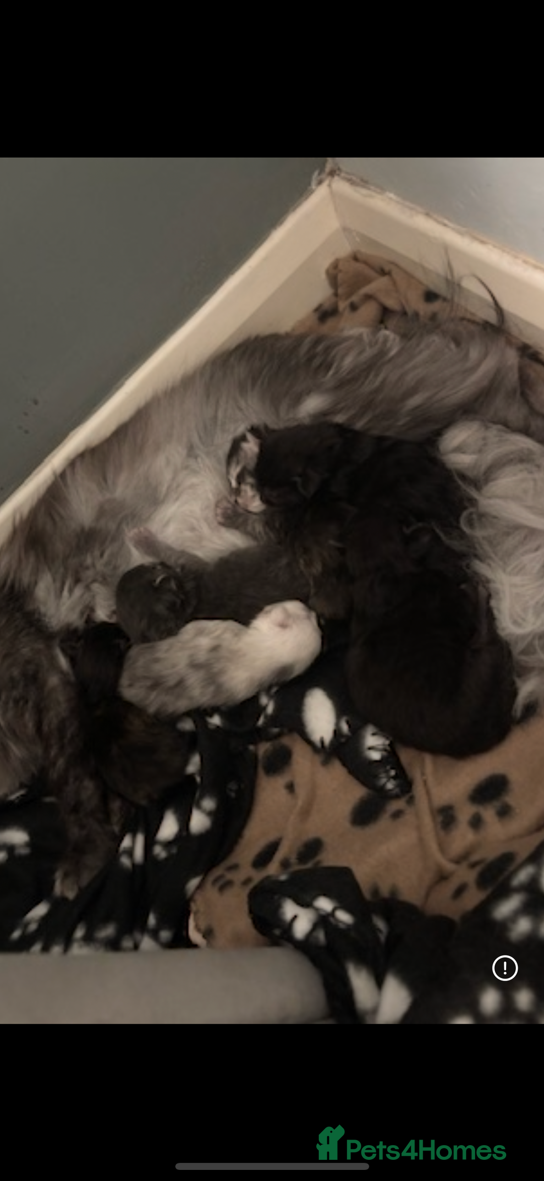 Maine Coon cats for sale: Stunning main coon kittens 🦁 - Advert 9